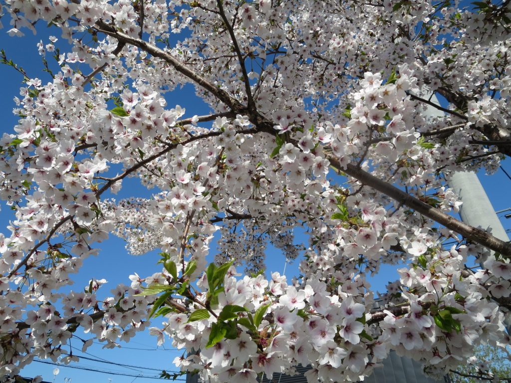 sakura